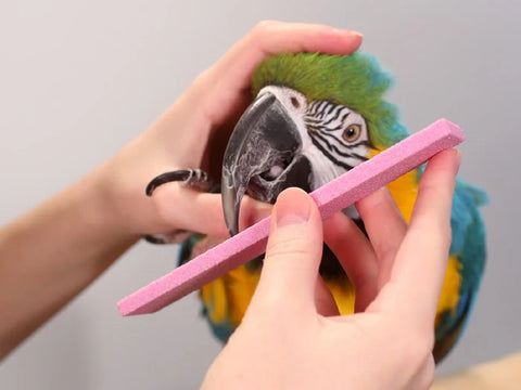 Parrot Beak Trimming