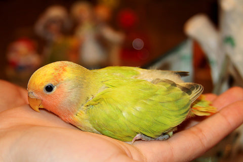 Shop Pets - Baby Lovebirds