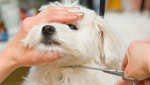 Pets Face Trim