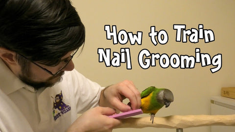 Parrot Nail Trimming