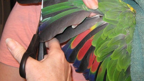 Parrot Wings Trimming